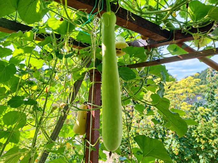 Courge Slaoui verte cultivée au jardin à Lutterbach pour le mijoté de veau Miamza